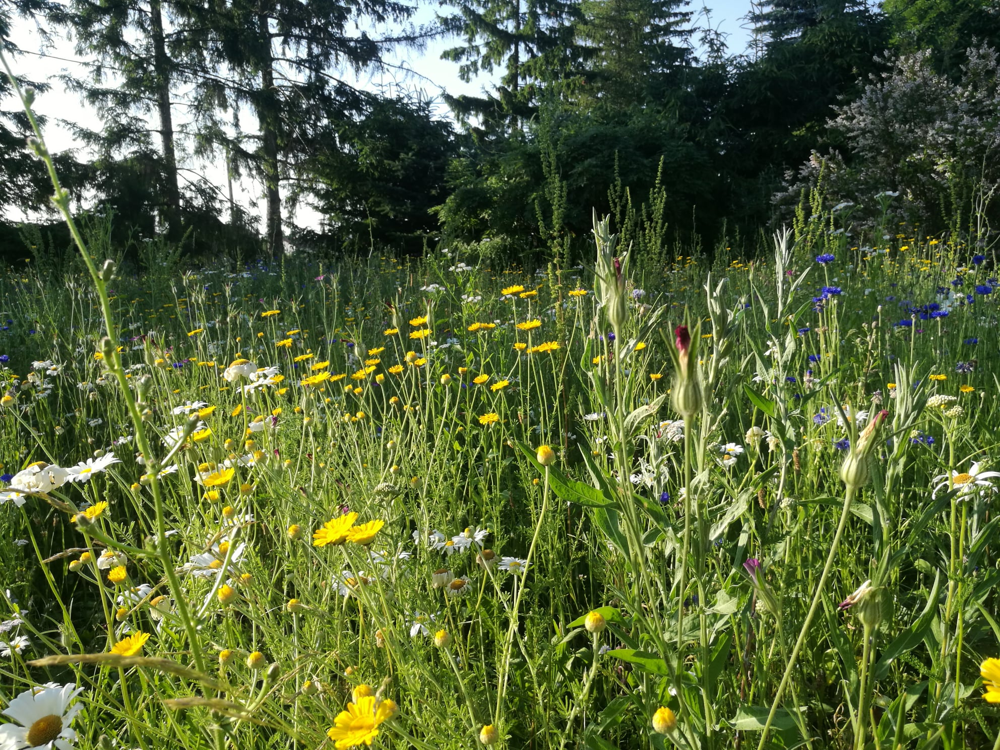 208586587 257456712846614 3805741797250609881 N