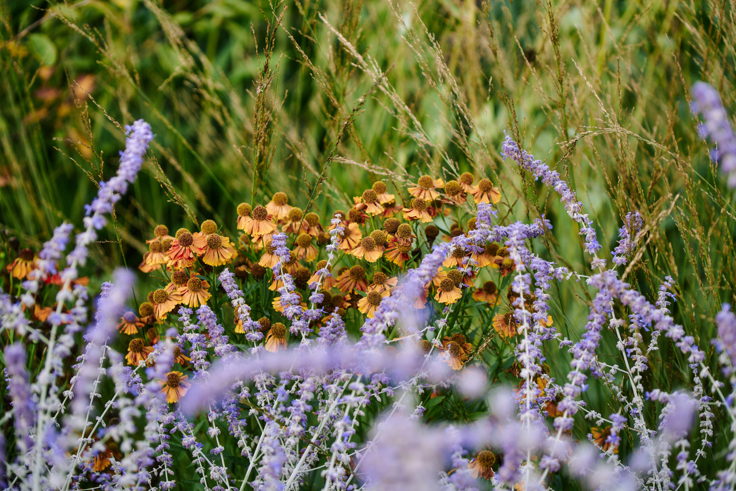 Skwirzowa50 0093 Scaled