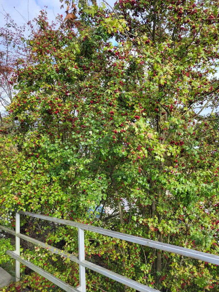 20231017 150118 768x1024