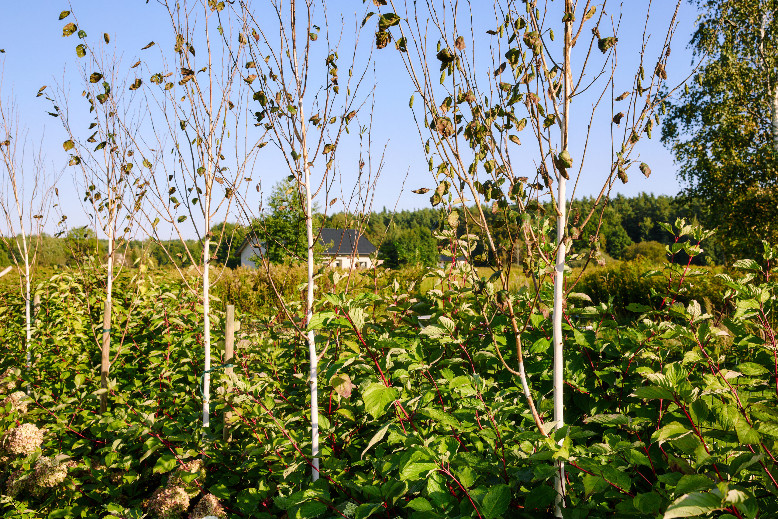 Jasminowa26i 0077 Scaled