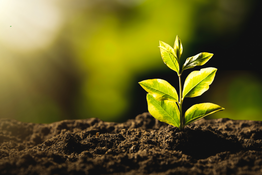 Rozwiązania ekologiczne i dla zapylaczy